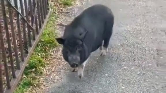 Владельца потерявшейся свинки ищут в Ставрополе
