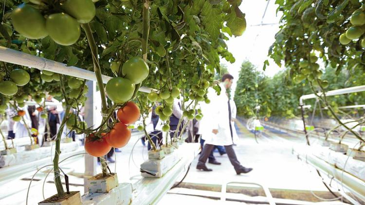 Тепличный комплекс «Овощи Ставрополья» запустил новую линию