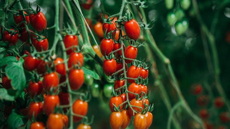 Тепличные томаты Ставрополя вошли в топ 50 лучших вкусов России
