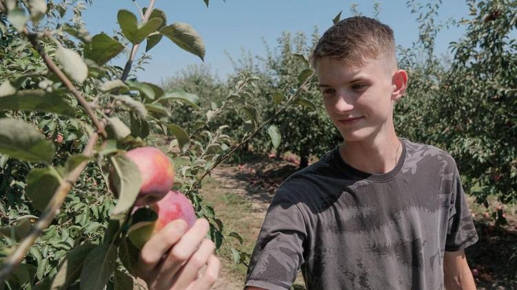 В Георгиевском округе Ставрополья приступили к уборке ранних сортов яблок