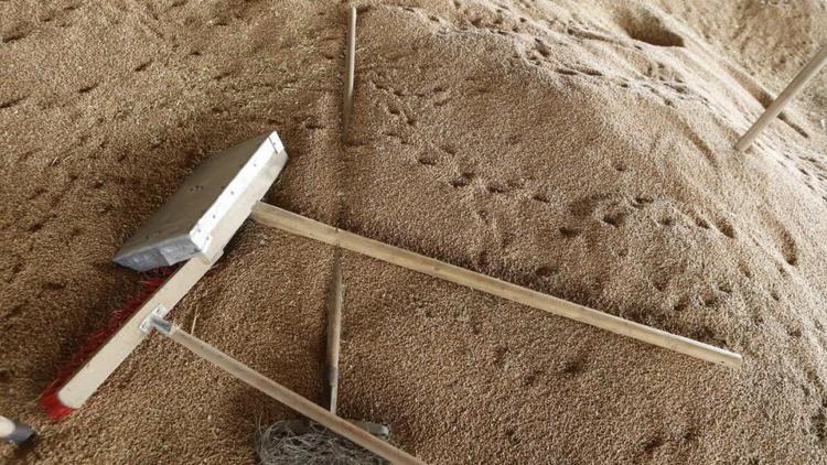 На Ставрополье проанализируют целесообразность формирования таможенных пошлин на зерно