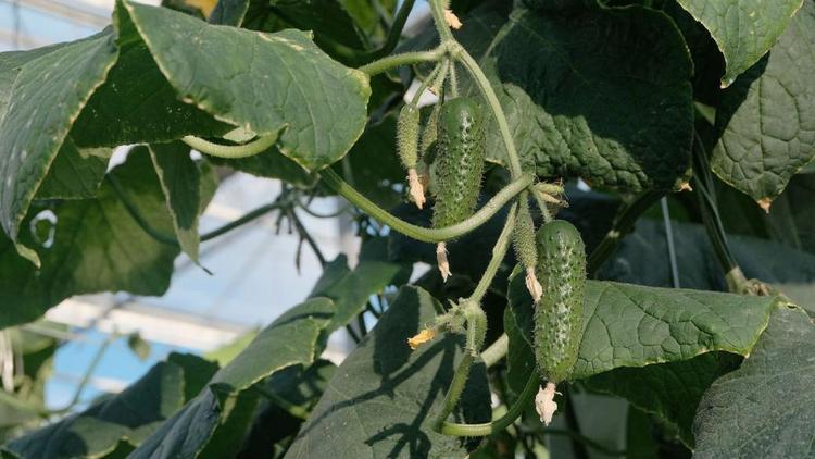 Ставропольские аграрии нарастили производство тепличных овощей на 4%