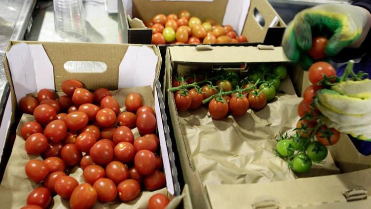 Урожай овощей на Ставрополье достиг 290,5 тысячи тонн в 2018 году