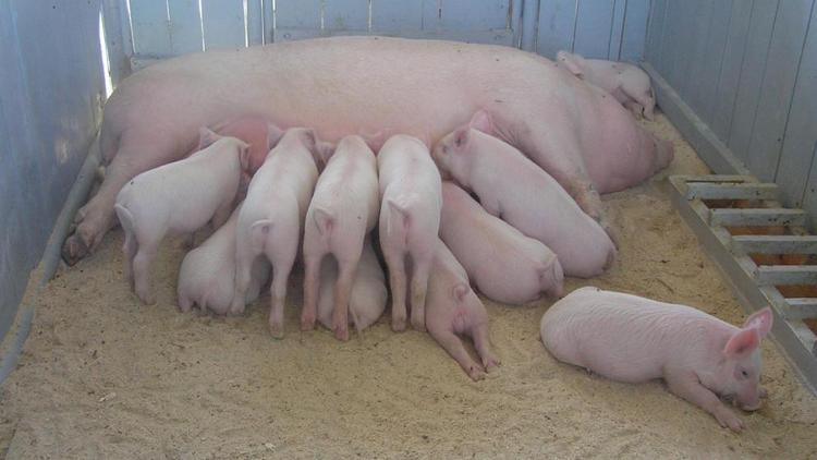 На Ставрополье реализация свинины выросла на 8 процентов