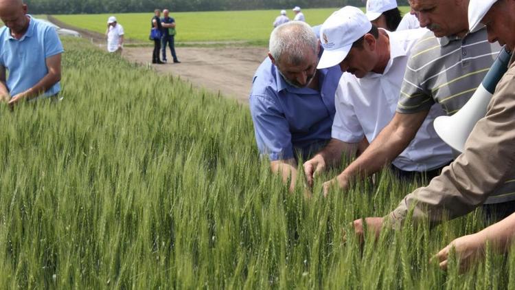 На Ставрополье на Дне поля представили 10 новинок зерновых