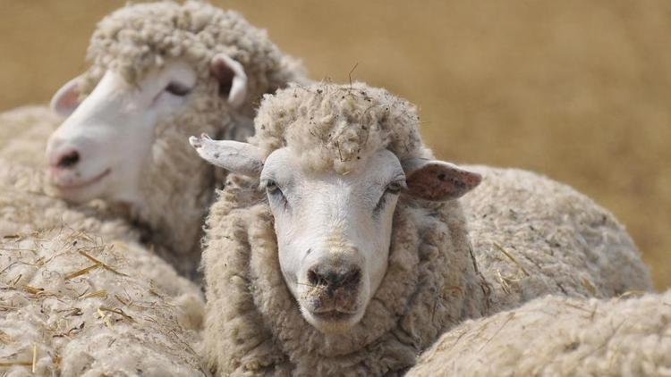 На Ставрополье 18 мая откроется Всероссийская выставка овец