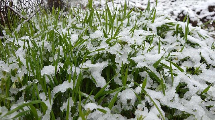 На Ставрополье снег создал благоприятные условия для посевов