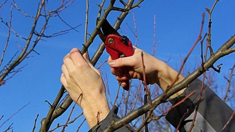 В Ставропольском крае возросла потребность в профессиональных обрезчиках плодовых деревьев