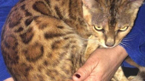 В Железноводске волонтёры нашли семью для бенгальского кота