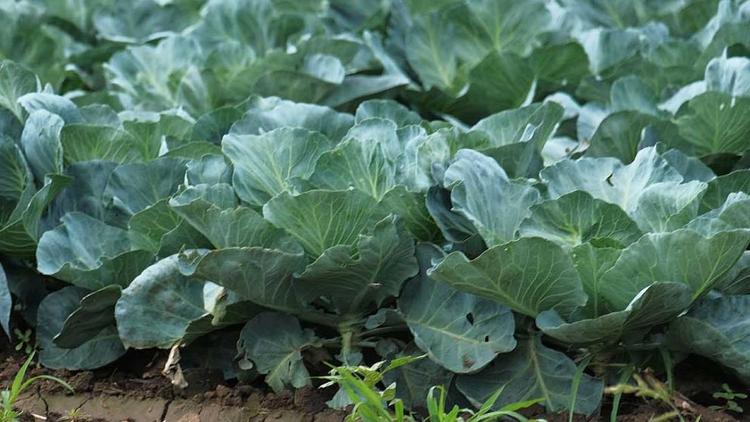 На Ставрополье урожайность овощей выросла почти в 1,5 раза