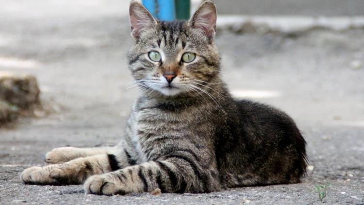 В Ессентуках женщина приютила более 30 котов в своём дворе