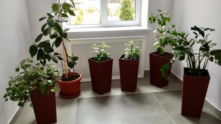Для озеленения внутреннего пространства школы в Ставрополе закупили 100 кашпо
