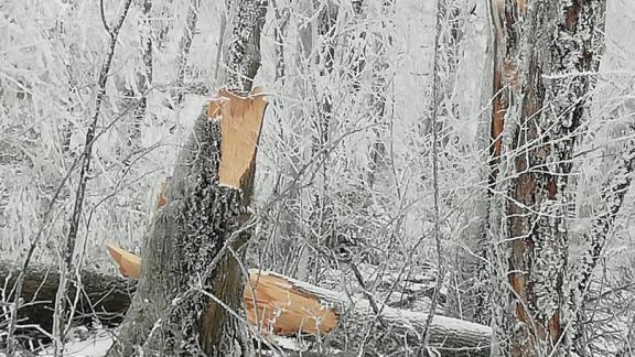 В Железноводске продолжают убирать упавшие деревья на терренкурах