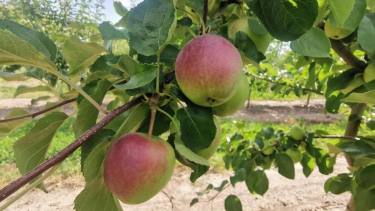 Благодаря гранту предприниматель на Ставрополье развивает производство яблок
