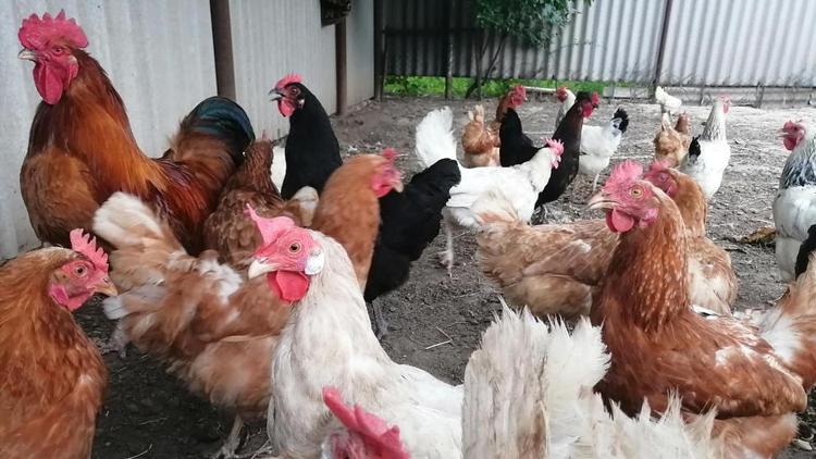 Зарубежье наращивает импорт ставропольской курятины