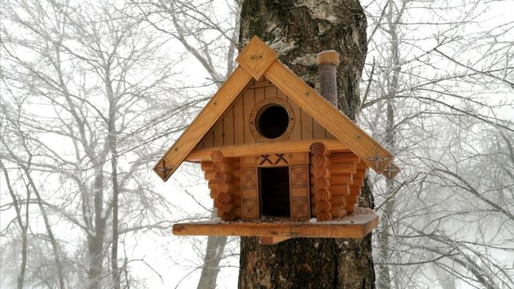 В Кисловодске школьники спасают зимующих птиц