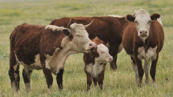 На Ставрополье стартуют программы по развитию молочного и мясного животноводства