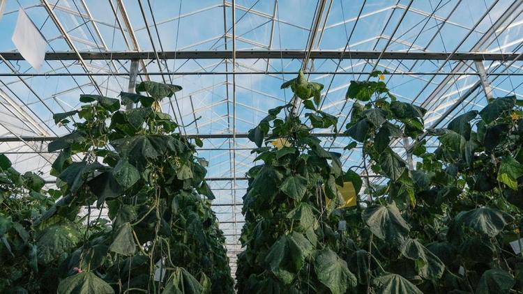 Агрохолдинг «ЭКО-культура» построит на Ставрополье еще один тепличный комплекс