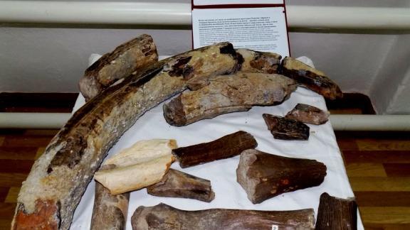 Найденные на Ставрополье древние останки мастодонта и жирафа исследуют учёные