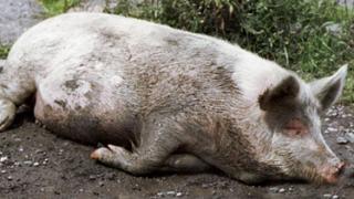 Меры по предупреждению распространения африканской чумы свиней обсудили в Ставрополе