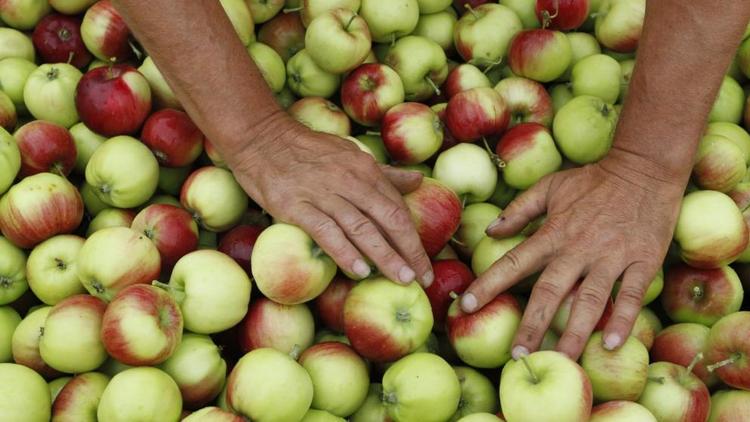 Ставрополье устанавливает новый рекорд по урожаю яблок