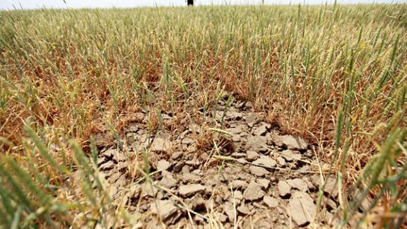 Засуха и нашествие саранчи «разогревают» цены на зерно