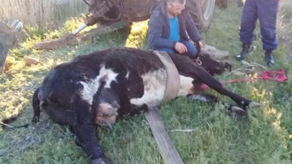 В Апанасенковском районе экскаватором достали корову из очистных сооружений