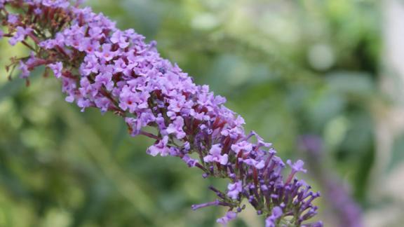 Этим летом Невинномысск украсят более 38 тысяч цветов