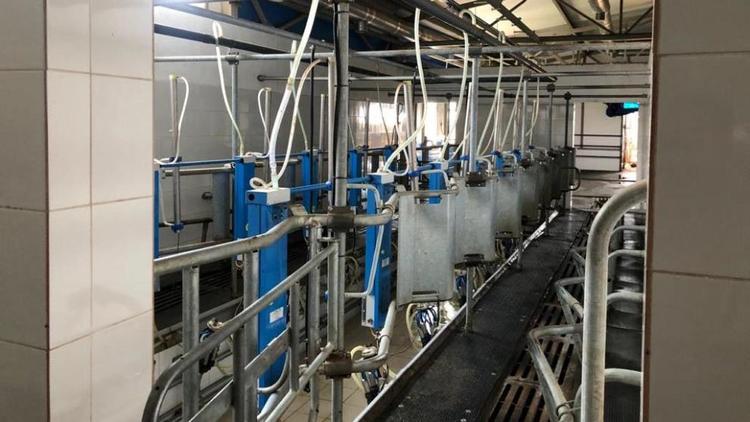 За 5 лет ставропольские хозяйства повысили производство молока на 40 процентов
