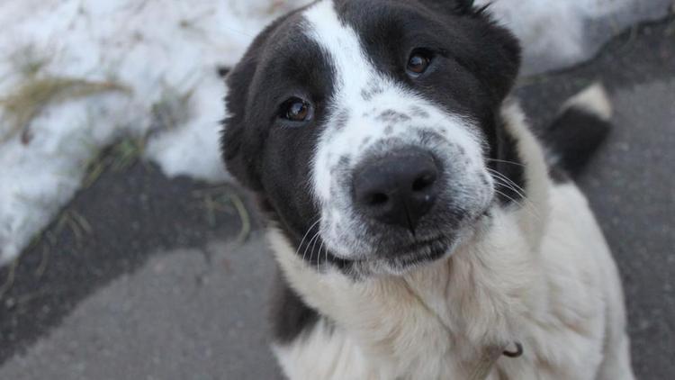 Ставропольчанка в отместку похитила чужого щенка после скандала в сети