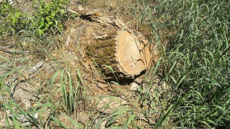 Ставрополец получил 450 часов работ за незаконную вырубку деревьев