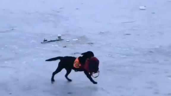 На Ставрополье собака-спасатель вытащила детские вещи из ледяного пруда