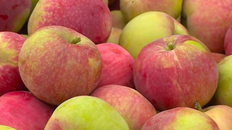 Аграрии Ставрополья отправили в торговые сети первые 79 тонн ранних яблок