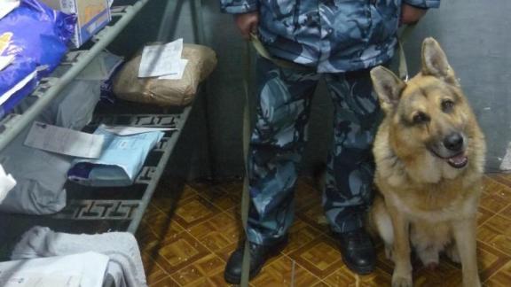 На Ставрополье пёс Дик помог предотвратить доставку наркотиков в колонию
