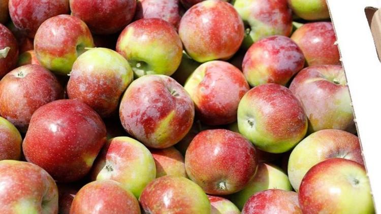 На Ставрополье собрали 94 тонны яблок