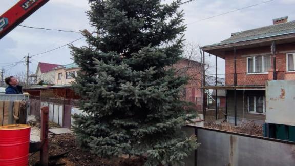 Шестиметровая ель украсила Комсомольскую поляну в посёлке Иноземцево