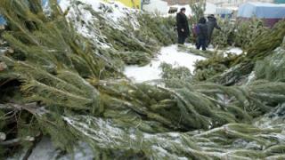 В Пятигорске 15 декабря откроются ёлочные базары