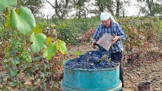 На Ставрополье собрано 30,5 тысяч тонн винограда