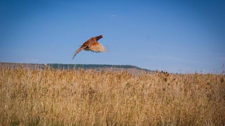 В Ставропольском крае завершился учёт численности фазана