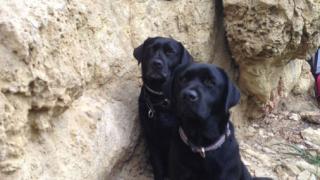 Собаки-спасатели сдавали экзамен в Эльбрусском районе КБР