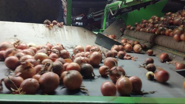 Более 105 тонн овощей и картофеля уже убрали аграрии на Ставрополье
