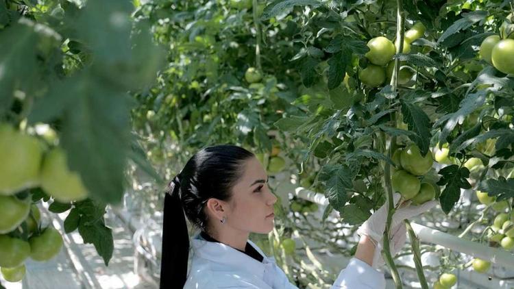 За 5 лет на на Ставрополье производство тепличных овощей выросло в 4 раза