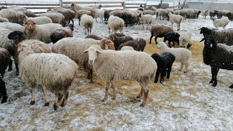 Зимовка скота в Ставропольском крае проходит без инцидентов