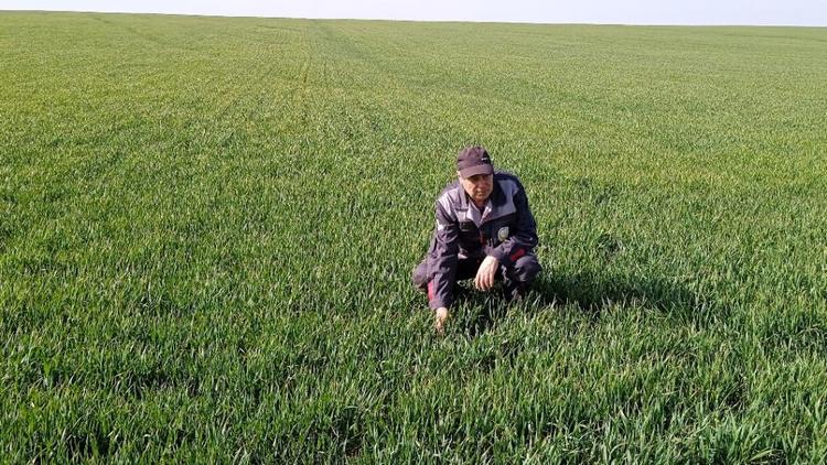 Обработку против сорняков проводят в Арзгирском округе