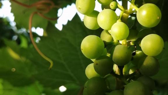 В Предгорном округе Ставрополья планируют открыть винодельню с возможностью дегустации