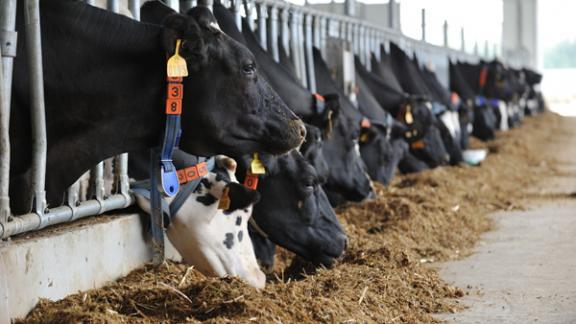 В Екатеринбурге обсудили повышение эффективности молочного скотоводства