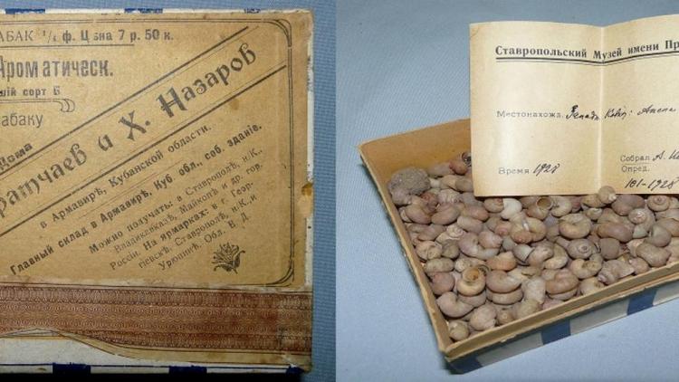 В запасниках Ставропольского музея обнаружили старинные морские ракушки-кардиумы