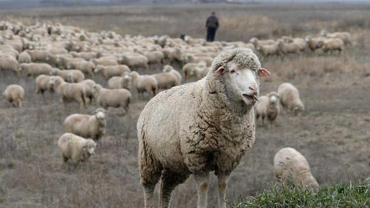 Поголовье овец на Ставрополье планируют увеличить в 1,5 раза