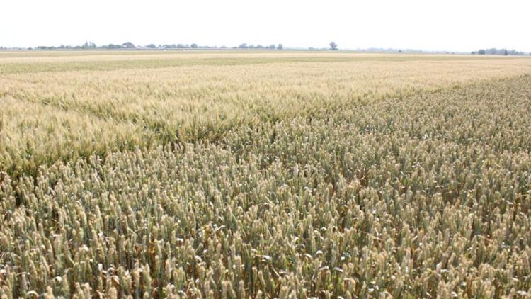Полмиллиарда рублей получит Ставрополье на поддержку производства зерновых