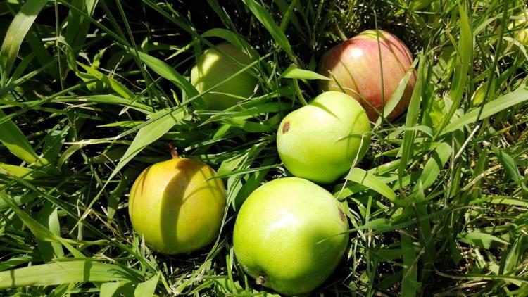 На Ставрополье собрали 33 тонны яблок